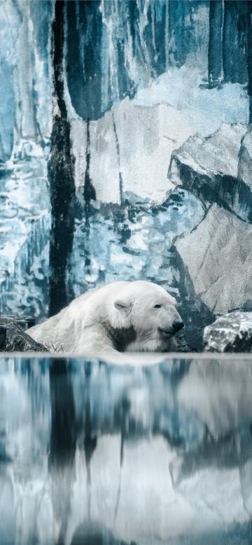 冰山下的北极熊手机壁纸