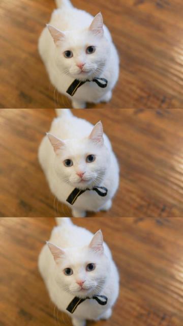 超级可爱淘气小猫咪手机壁纸