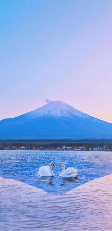 富士山下的美丽天鹅手机壁纸