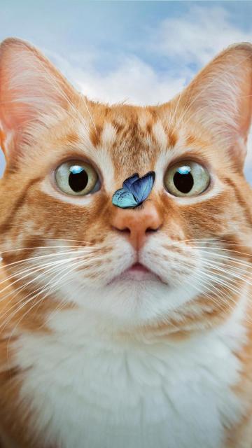 惊讶的可爱小猫咪手机壁纸