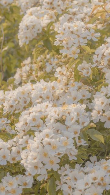 白色野蔷薇小清新摄影手机壁纸