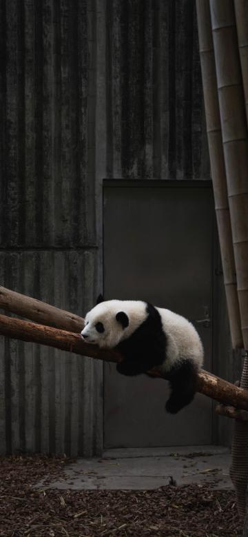 趴在树上休息的熊猫手机壁纸