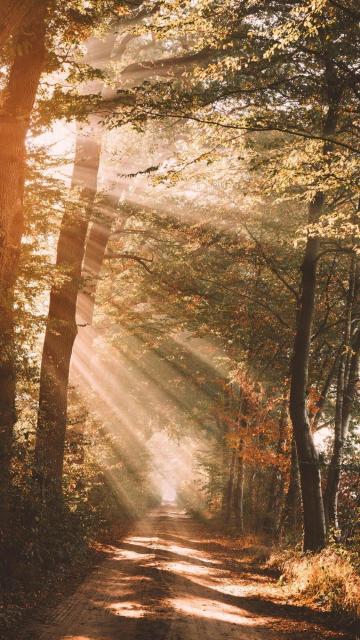 阳光照射着优美的森林风光手机壁纸