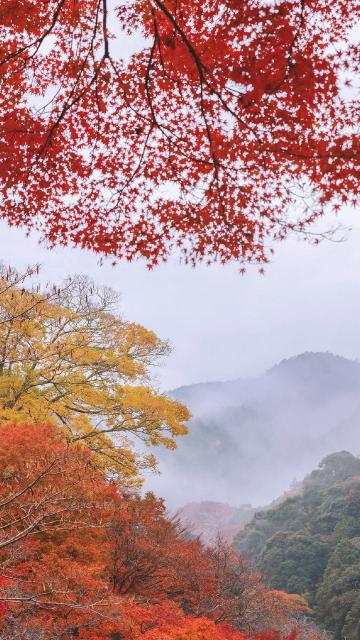 日本京都枫叶季风景摄影手机壁纸