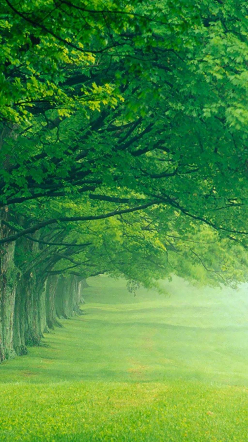 寂静优美的大自然森林手机壁纸