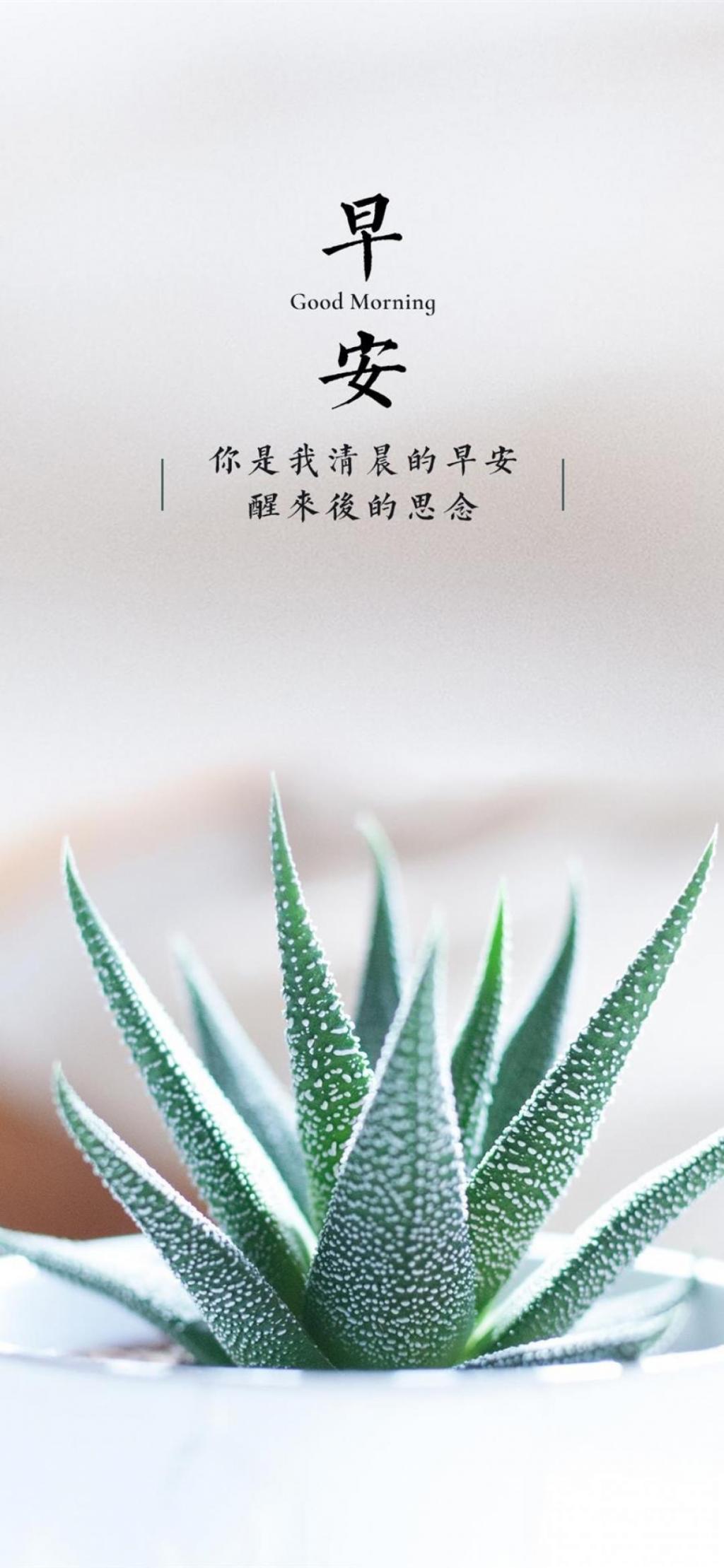 早安,芦荟手机壁纸