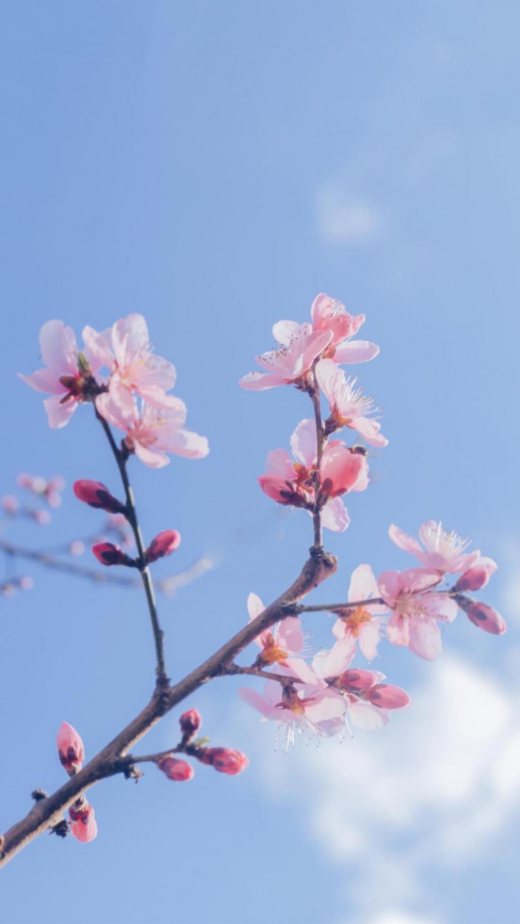 春天,樱花奔你而来手机壁纸