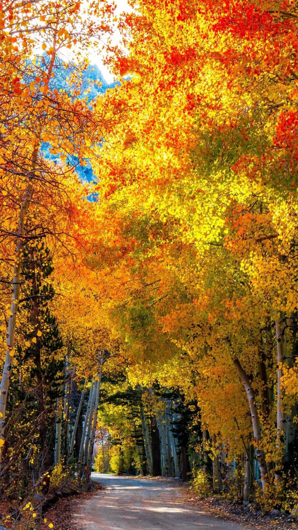 秋季林荫小道意境风光写真手机壁纸