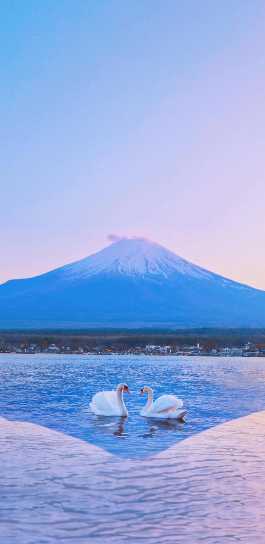 富士山下的美丽天鹅手机壁纸