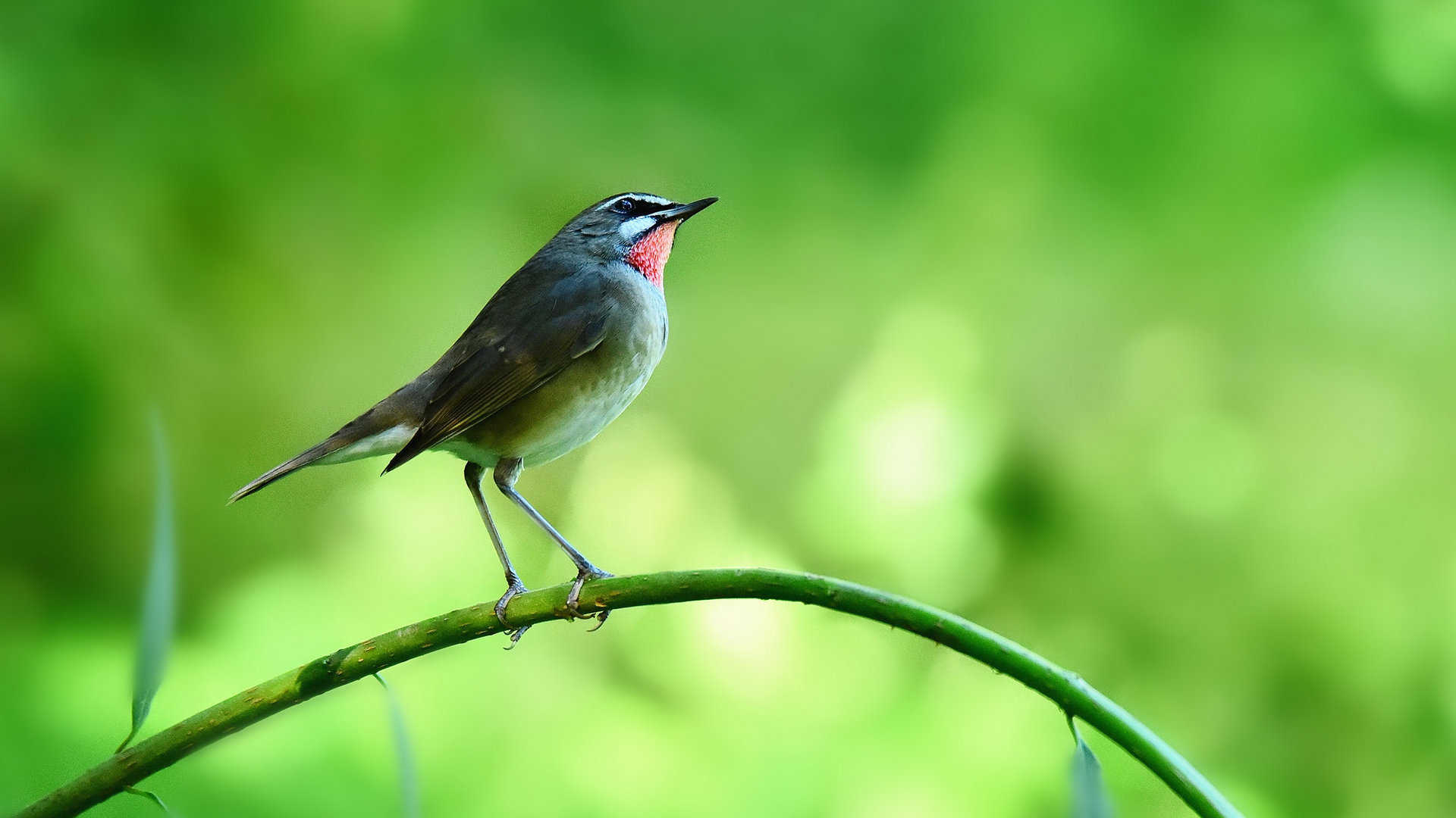 红喉歌鸲鸟图片