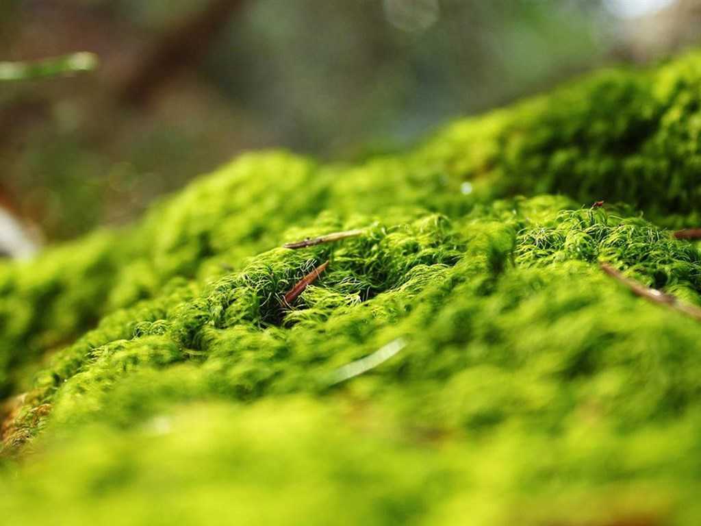 唯美绿色诗意风景平板壁纸图片