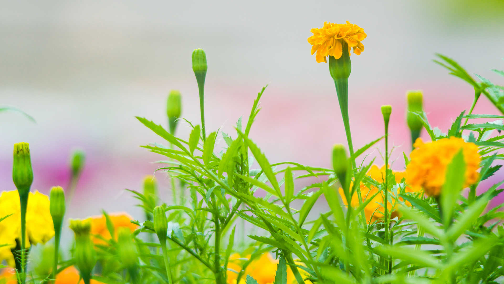 好看的鲜花图片大全