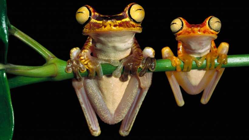 色彩鲜艳的青蛙图片