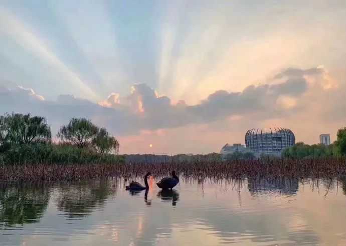 别人拍的天鹅VS我拍的