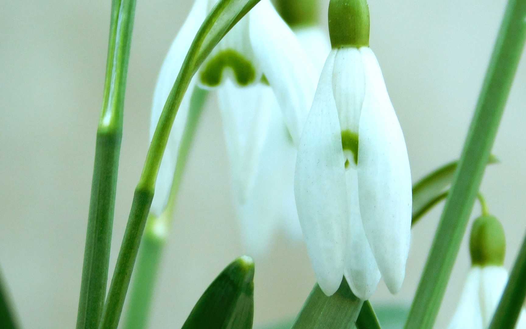 雪花莲、雪滴花、雪铃花