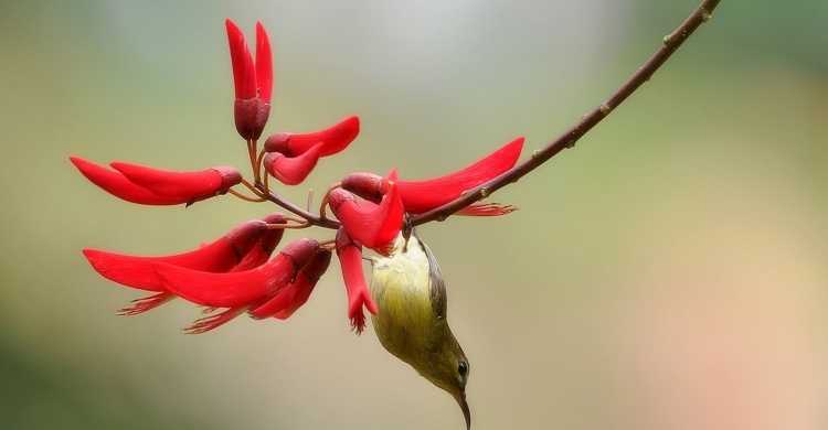 体型纤细雌性的太阳鸟生态自然摄影图片