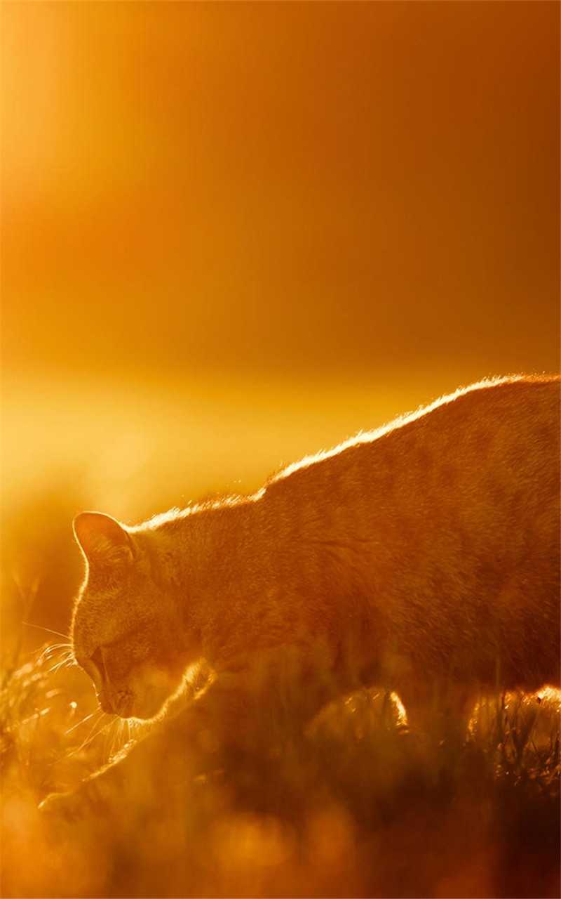 夕阳下的慵懒猫咪手机壁纸