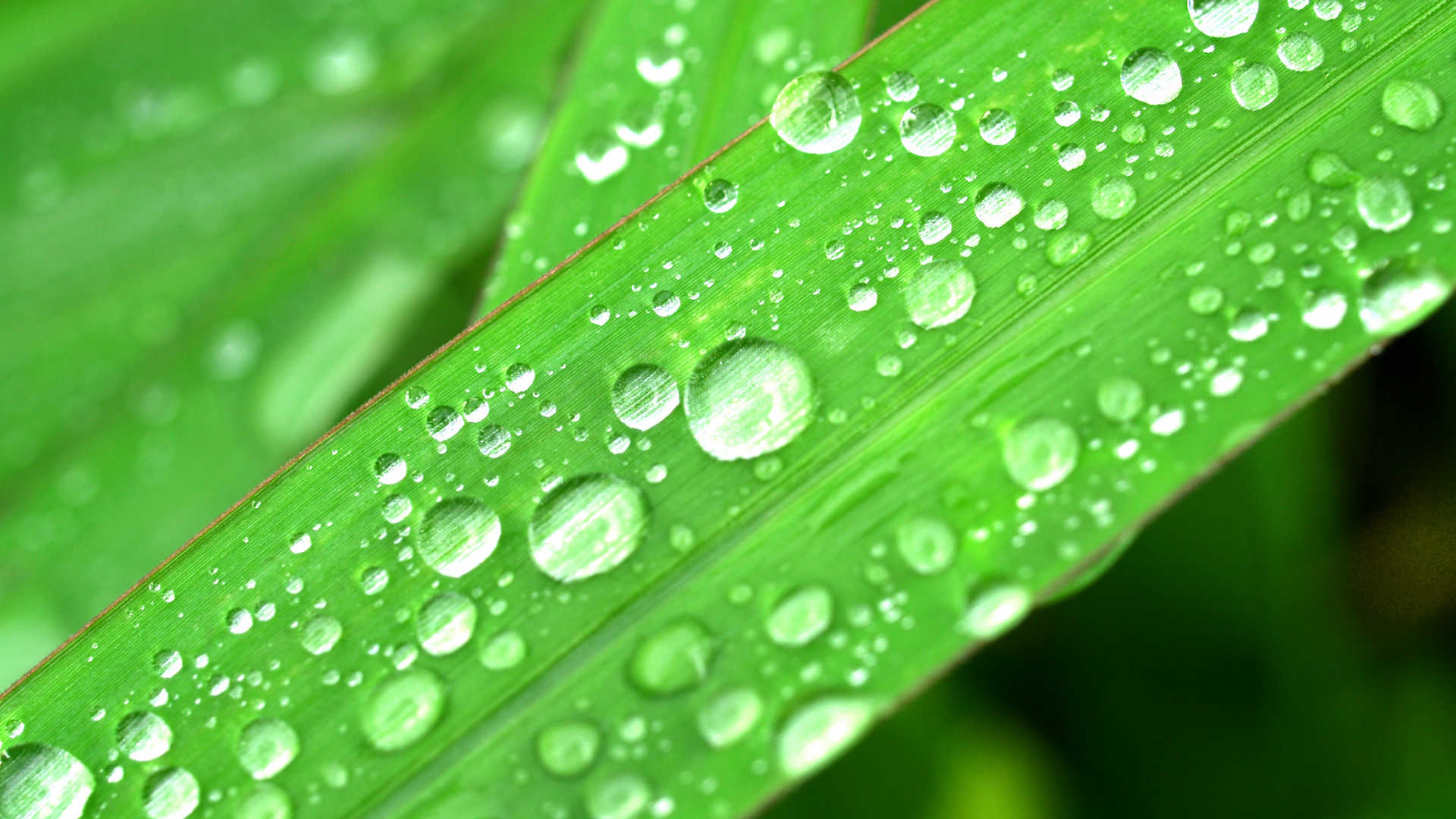 绿草上的水滴特下镜头用水的新鲜绿草滴眼液特写图片下载 - 觅知网