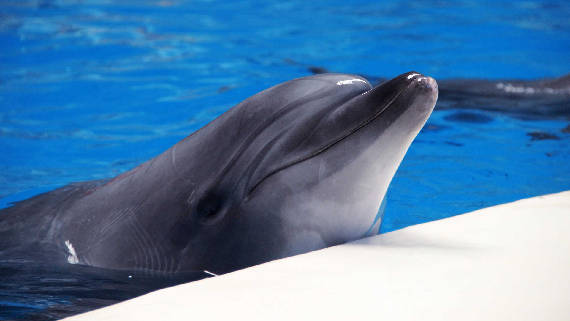 海洋动物海豚图片大全