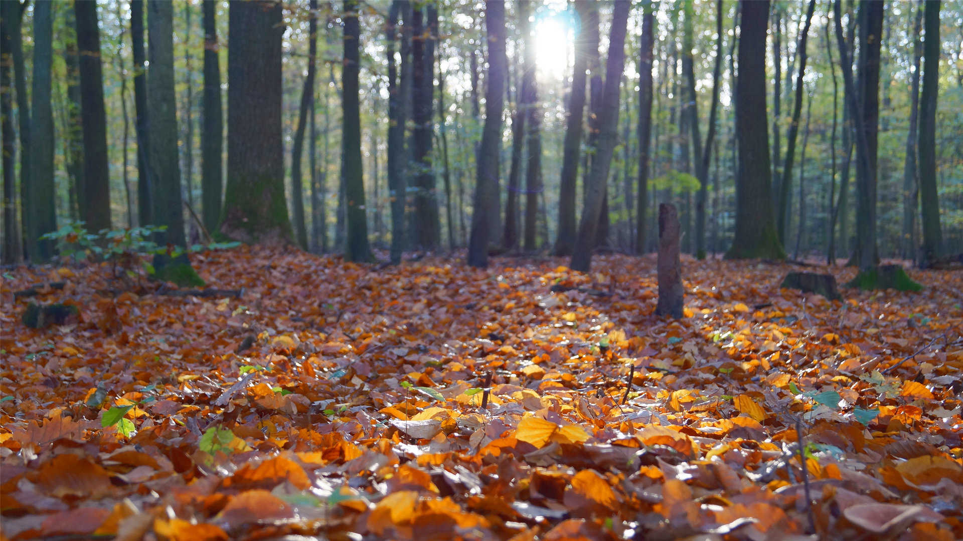 秋天树林景色图片