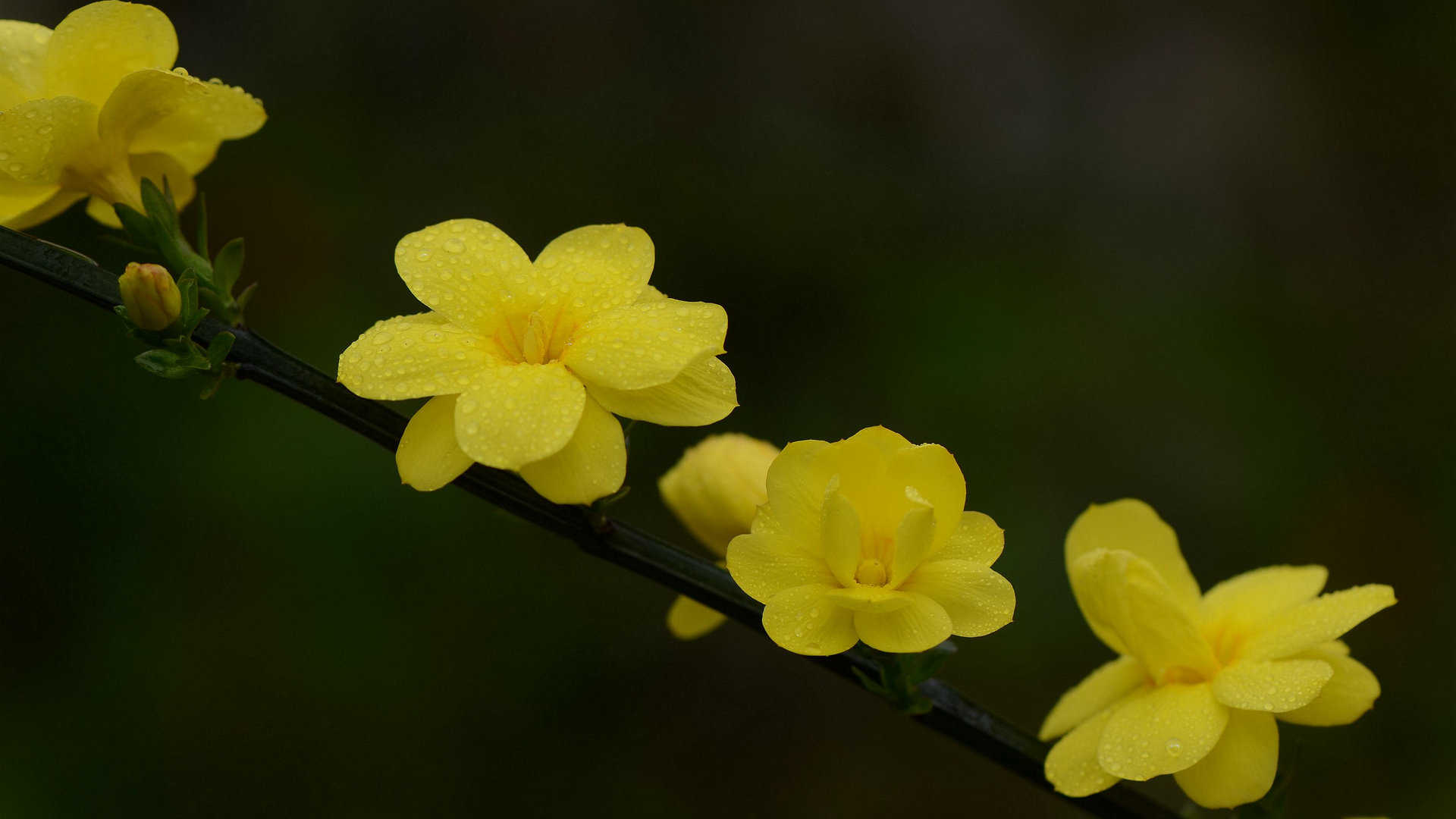 迎春花图片壁纸