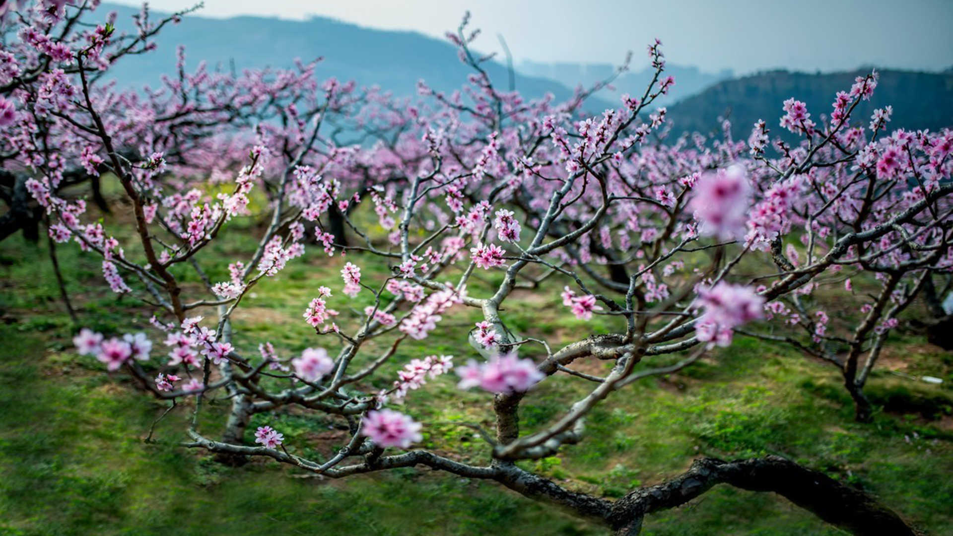 唯美桃花林图片壁纸