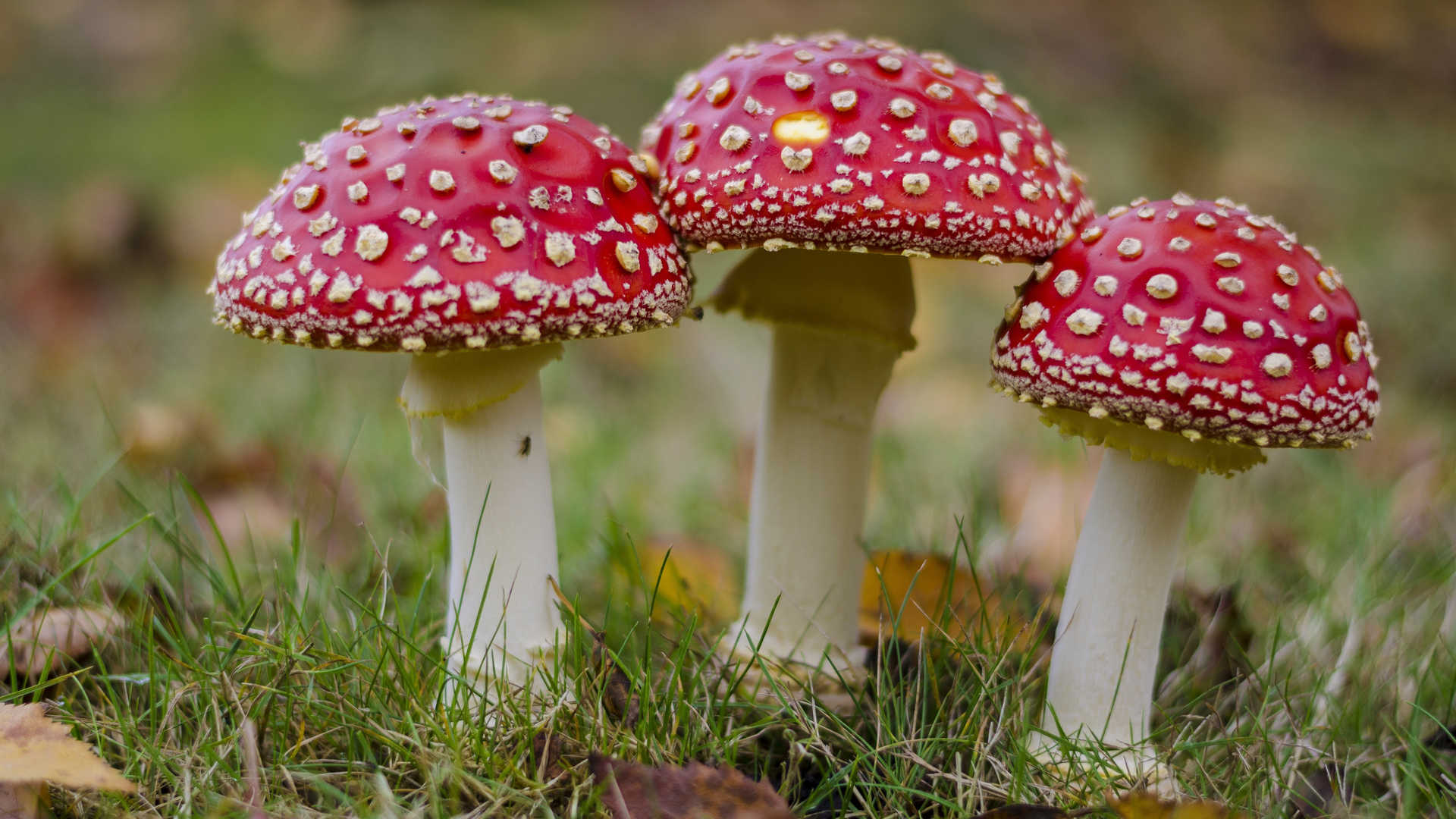 有毒的红色毒蘑菇图片