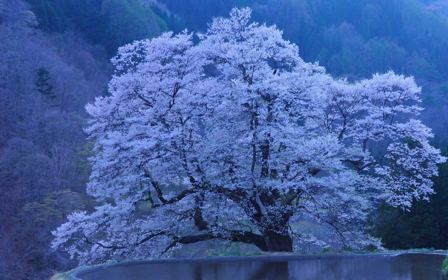 浪漫樱花图片桌面壁纸