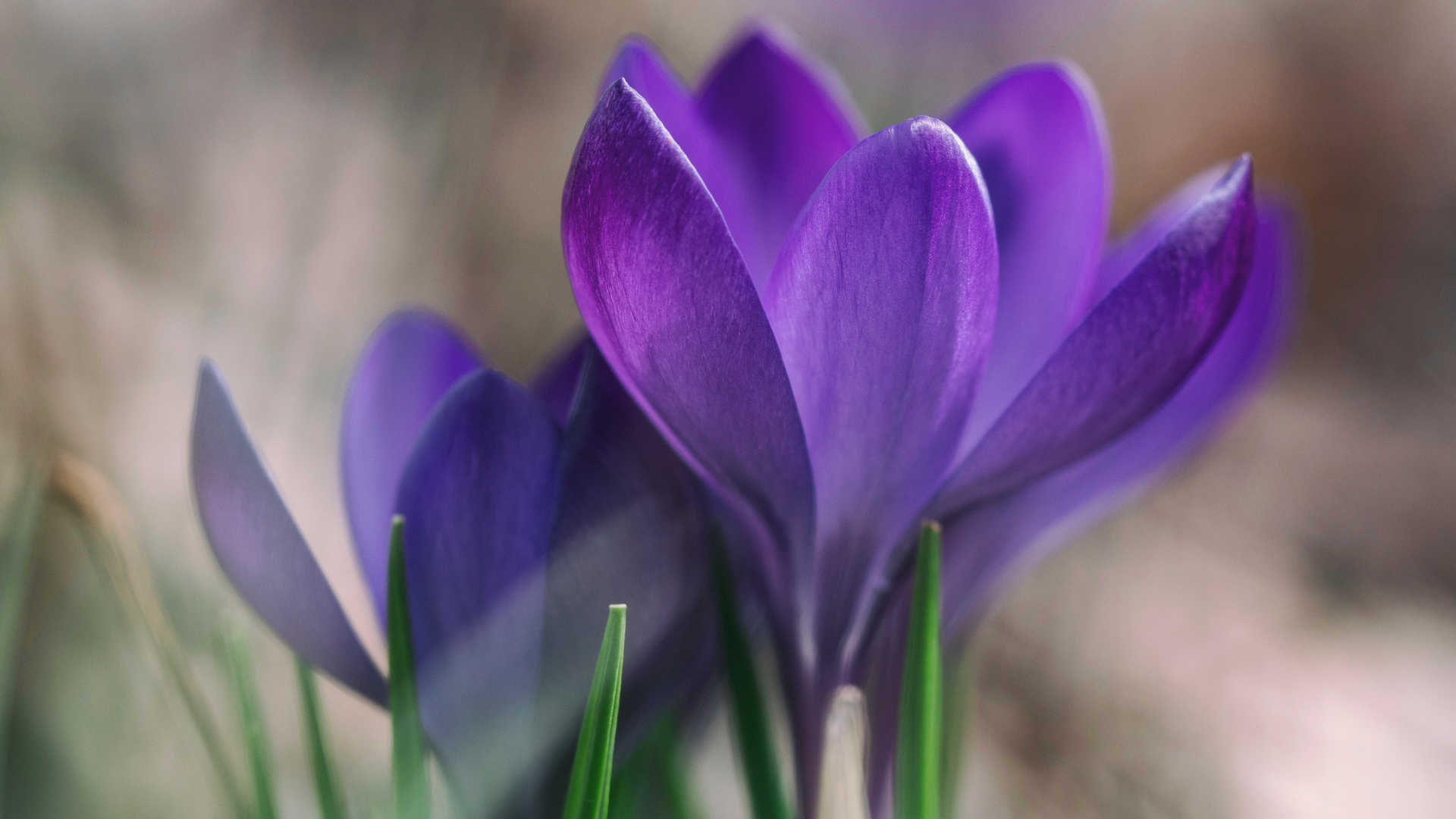 好看的紫色花朵花卉图片