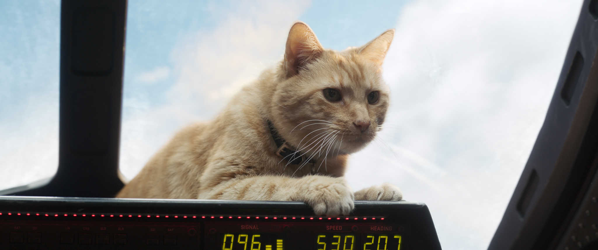 《惊奇队长》中人气最高的居然是它，原来猫猫真的是外星人！