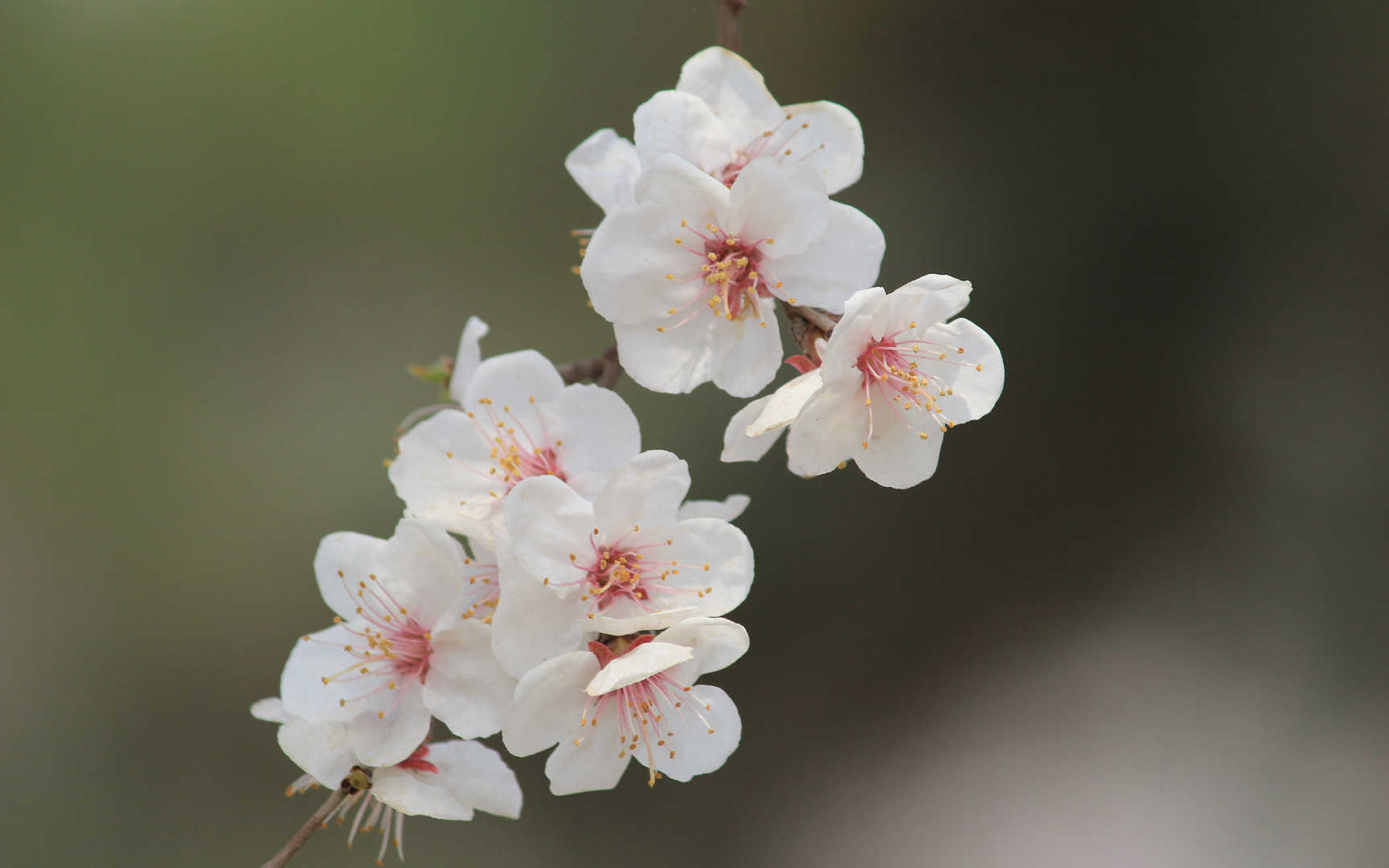 淡雅杏花图片壁纸