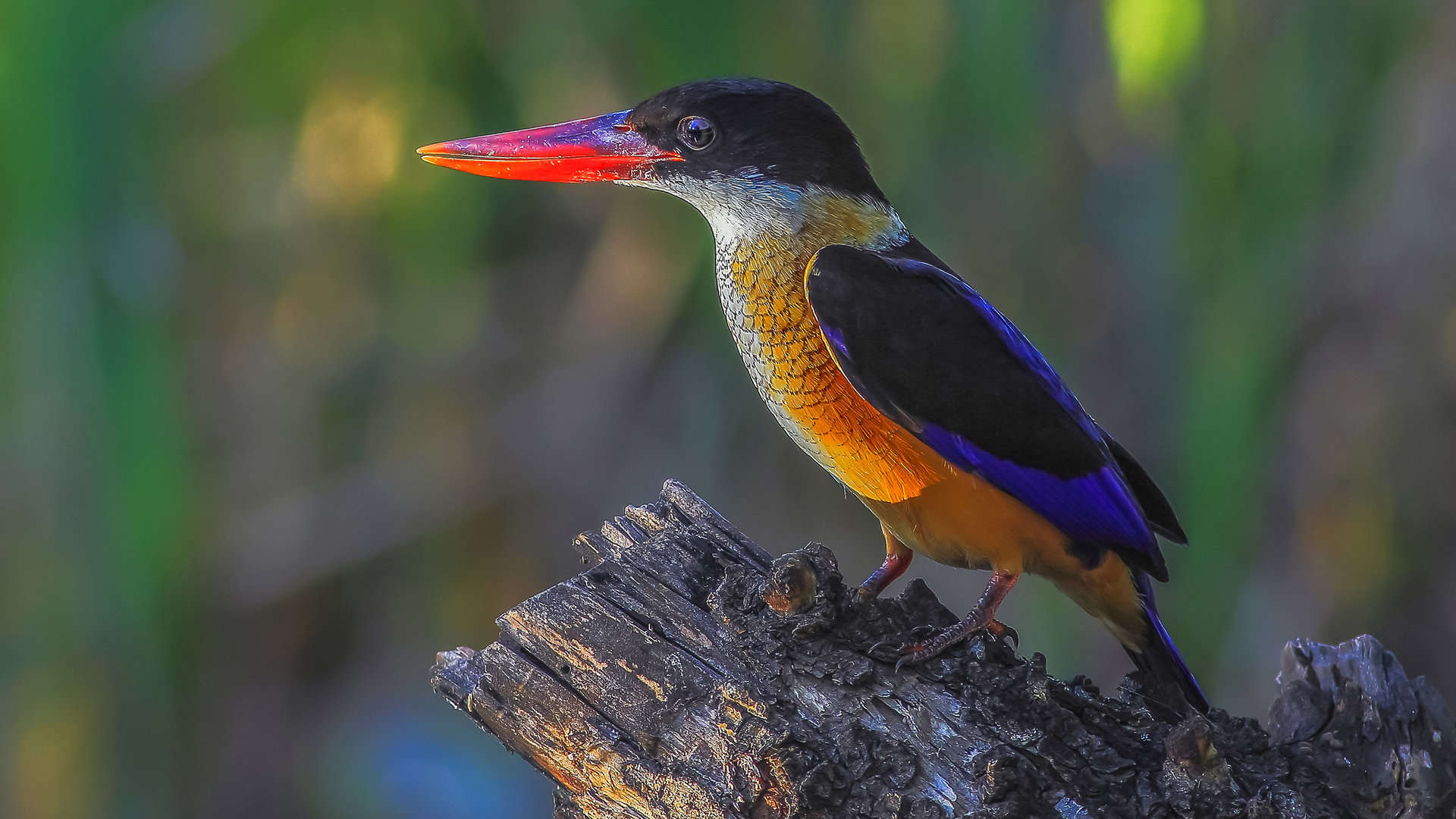带你认识海珠湿地常见鸟类~ _湿地保护_www.shidicn.com