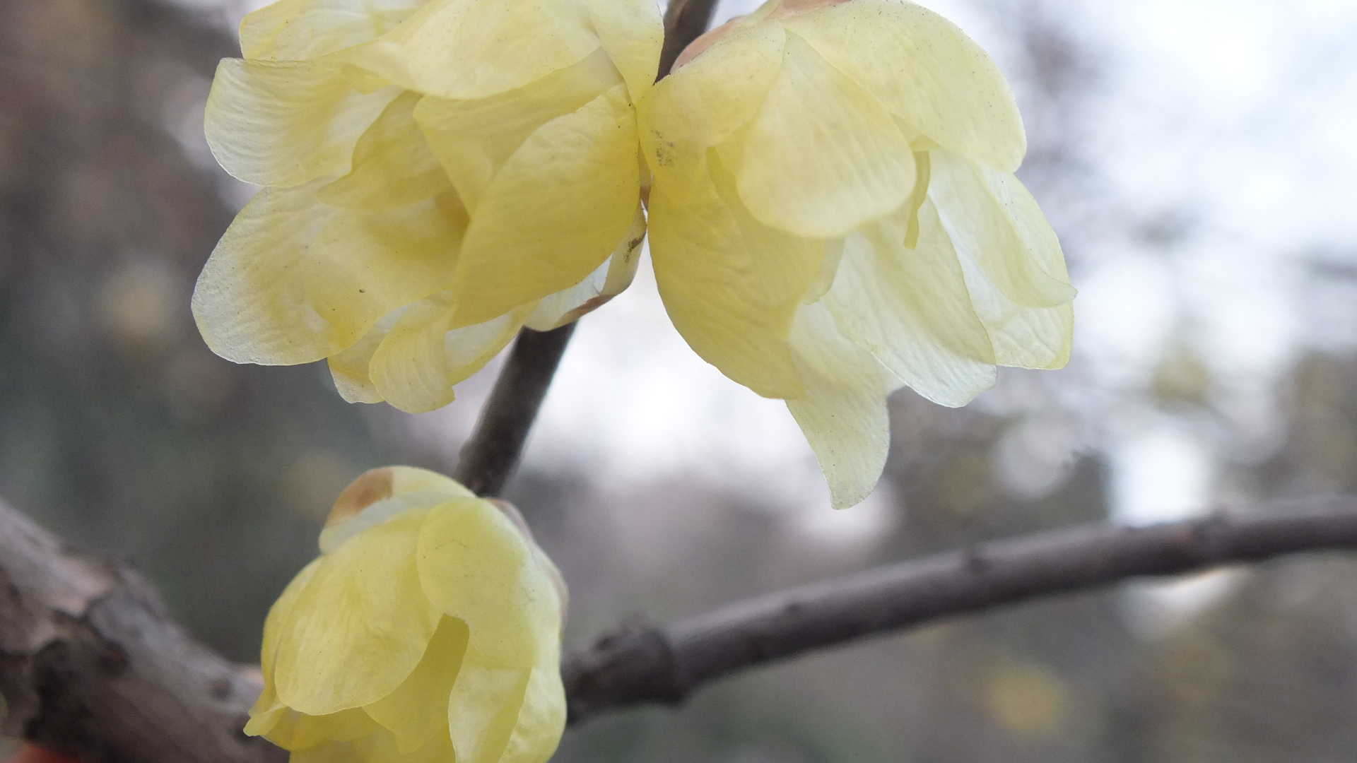 腊梅花图片桌面壁纸