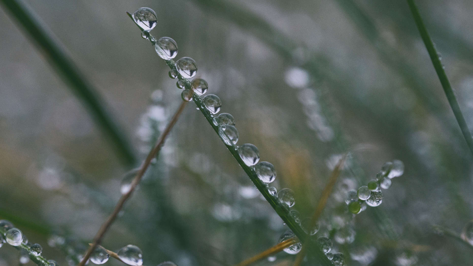 清晨植物上的露水图片