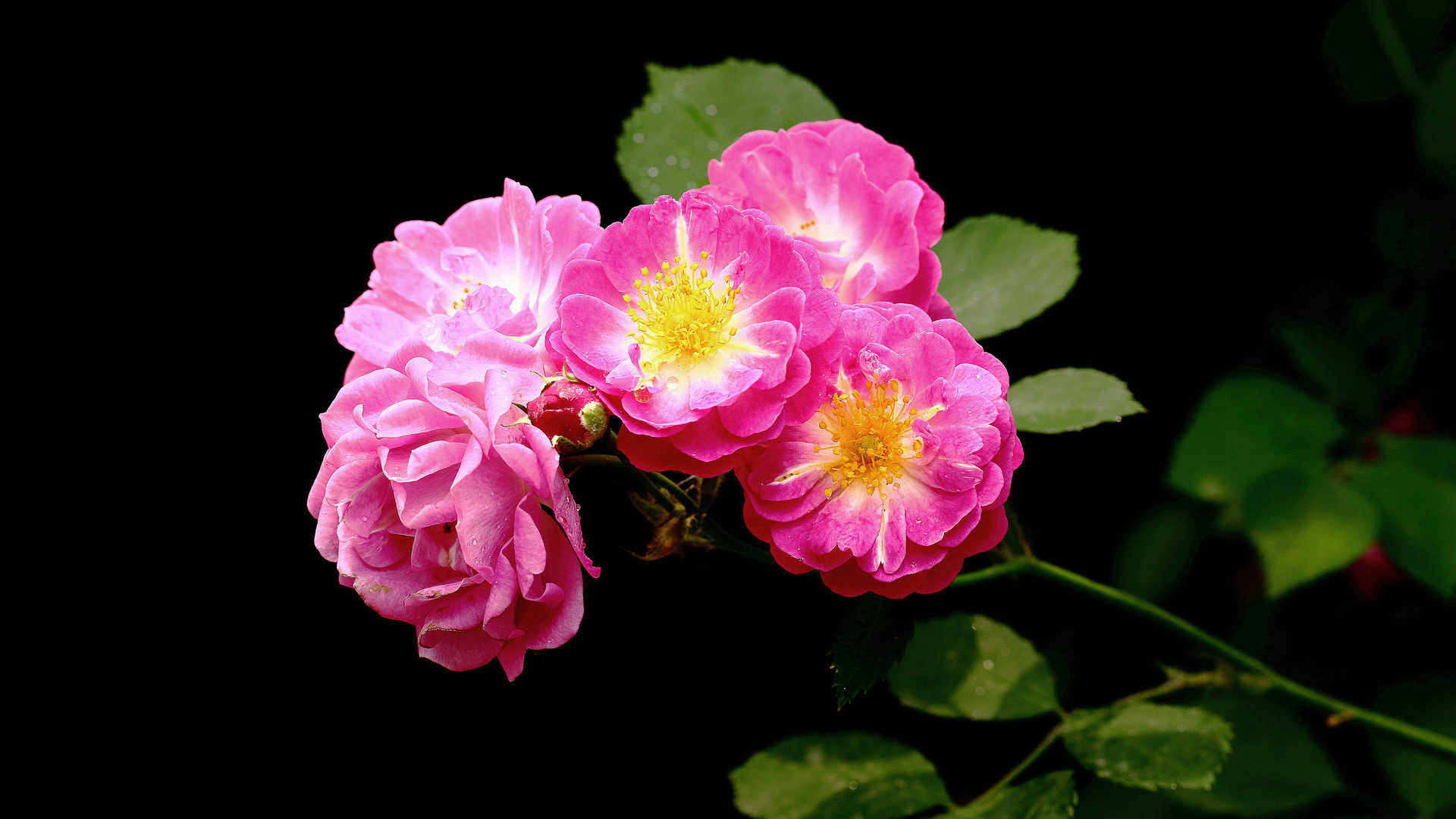 蔷薇花花语图片 电脑壁纸 网页图库手机版