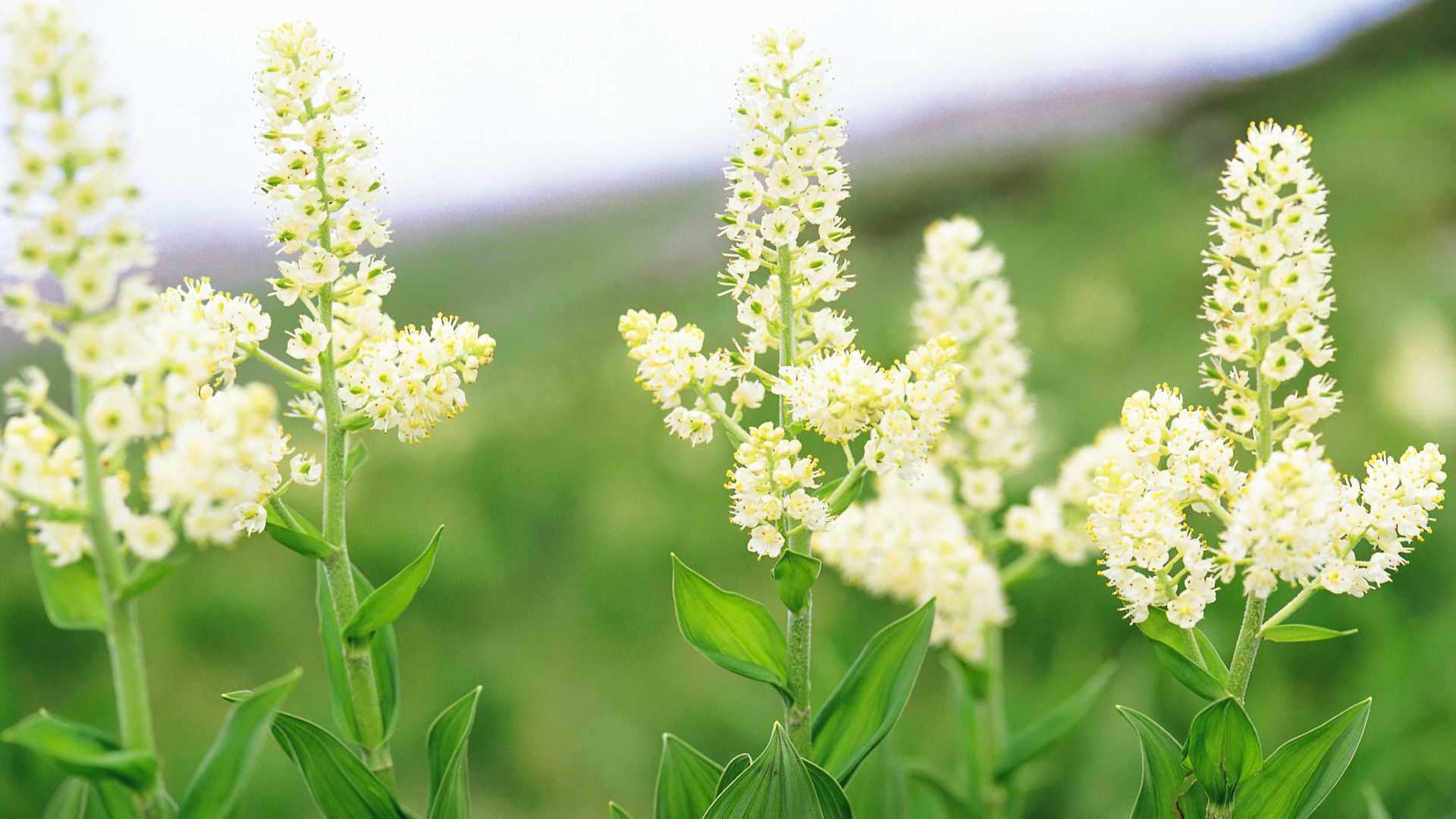 好看的白色野花图片