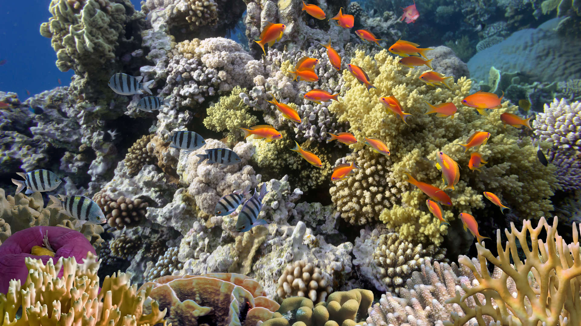海底珊瑚鱼群图片