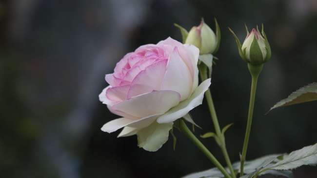 淡粉色玫瑰花图片唯美