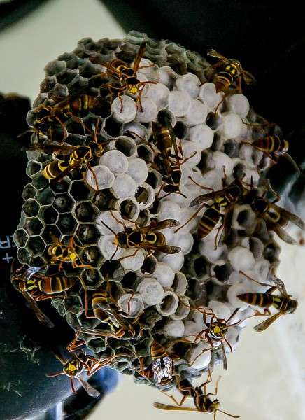 蜂巢上蜜蜂图片