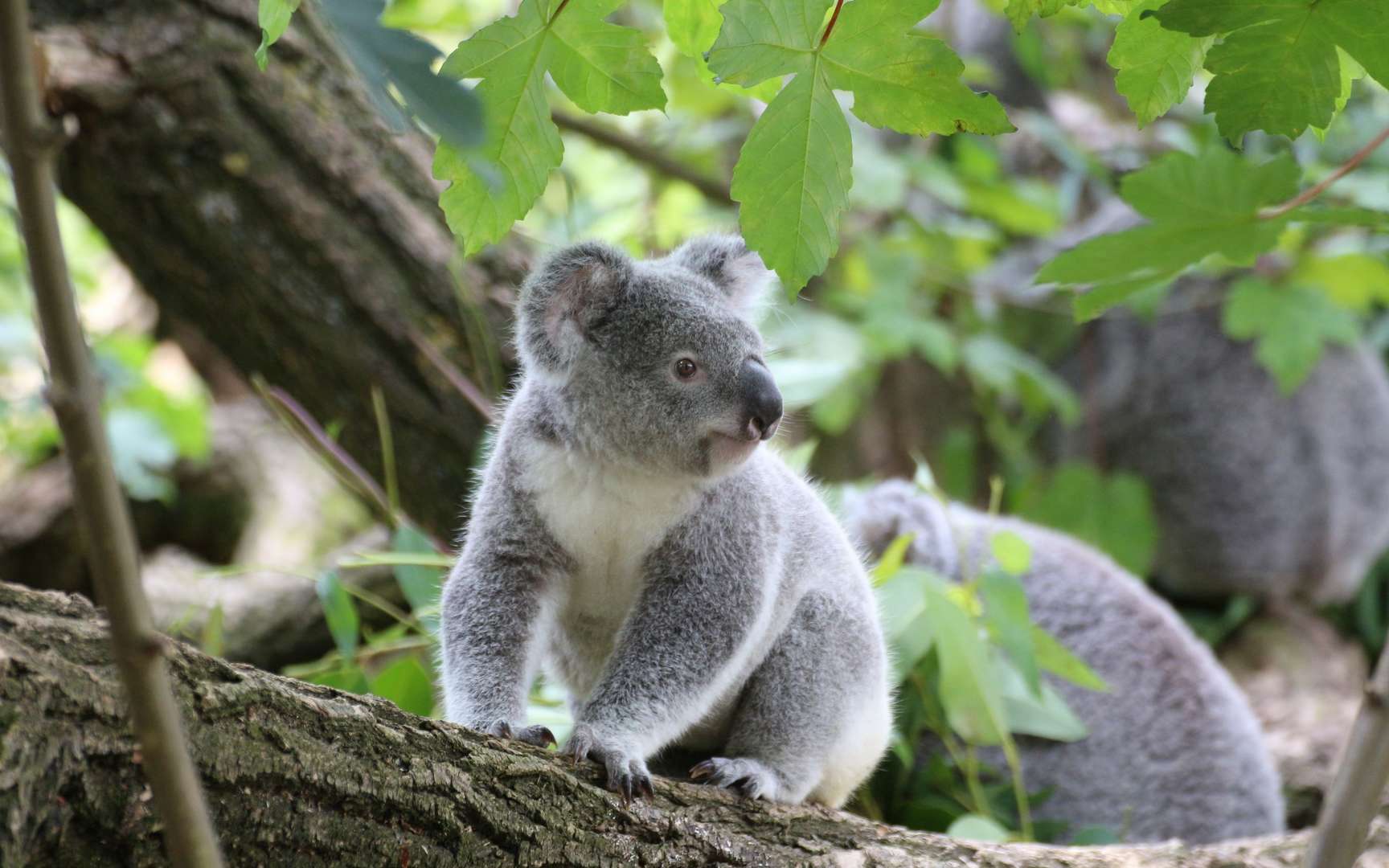 澳大利亚树袋熊(考拉)图片