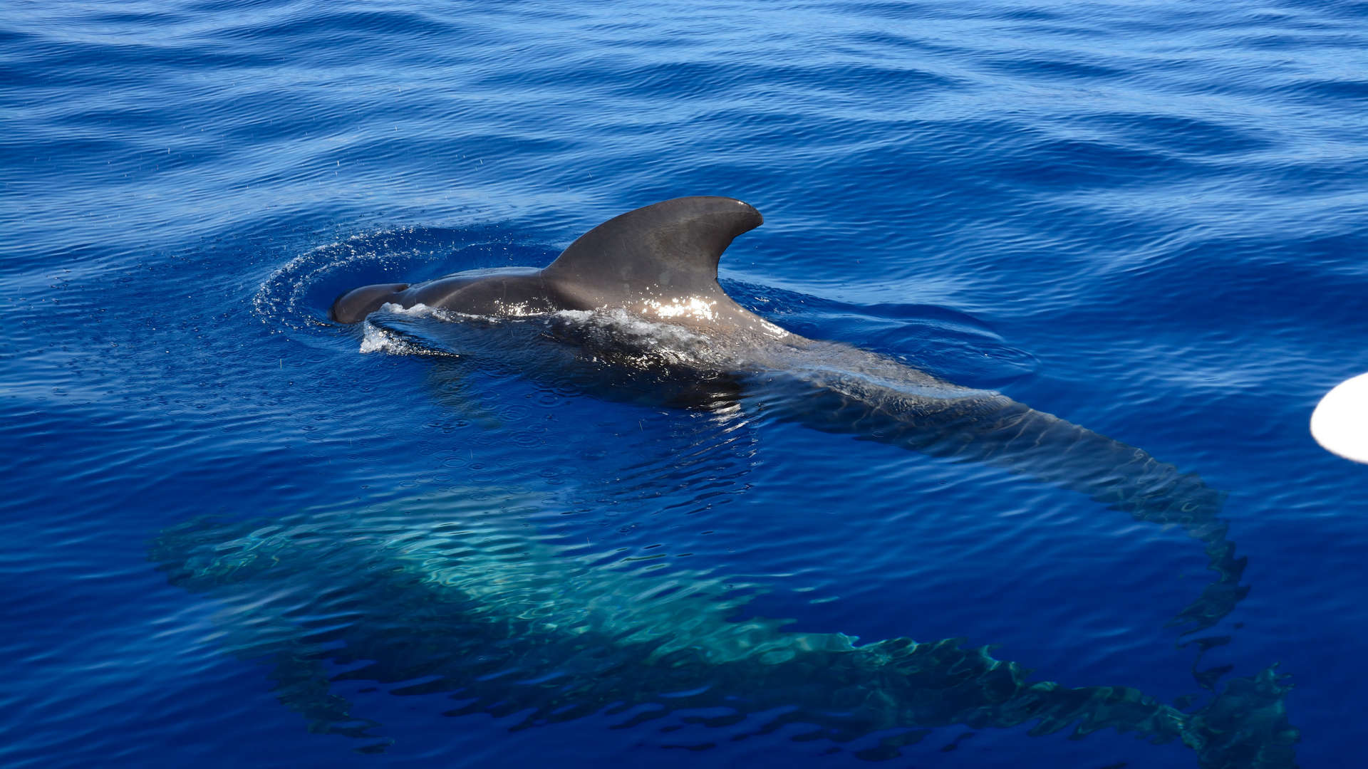 哺乳动物鲸鱼图片
