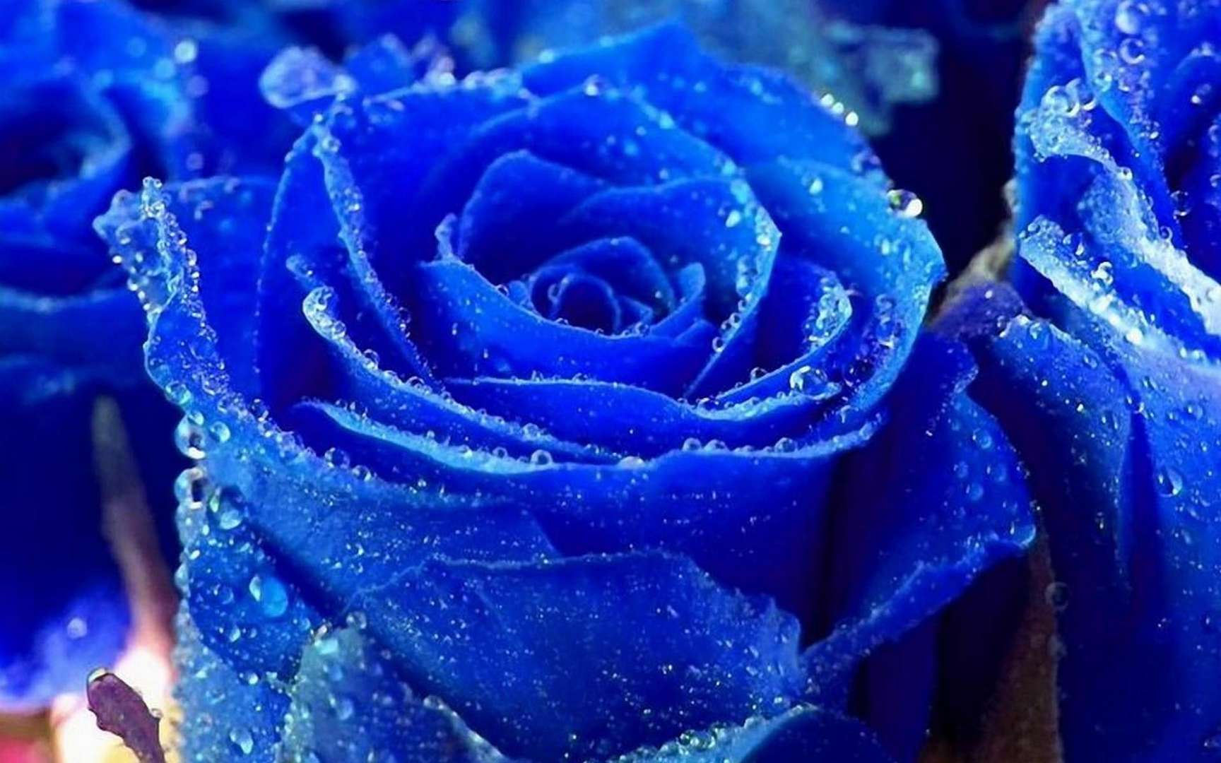 蓝玫瑰花4K壁纸-千叶网