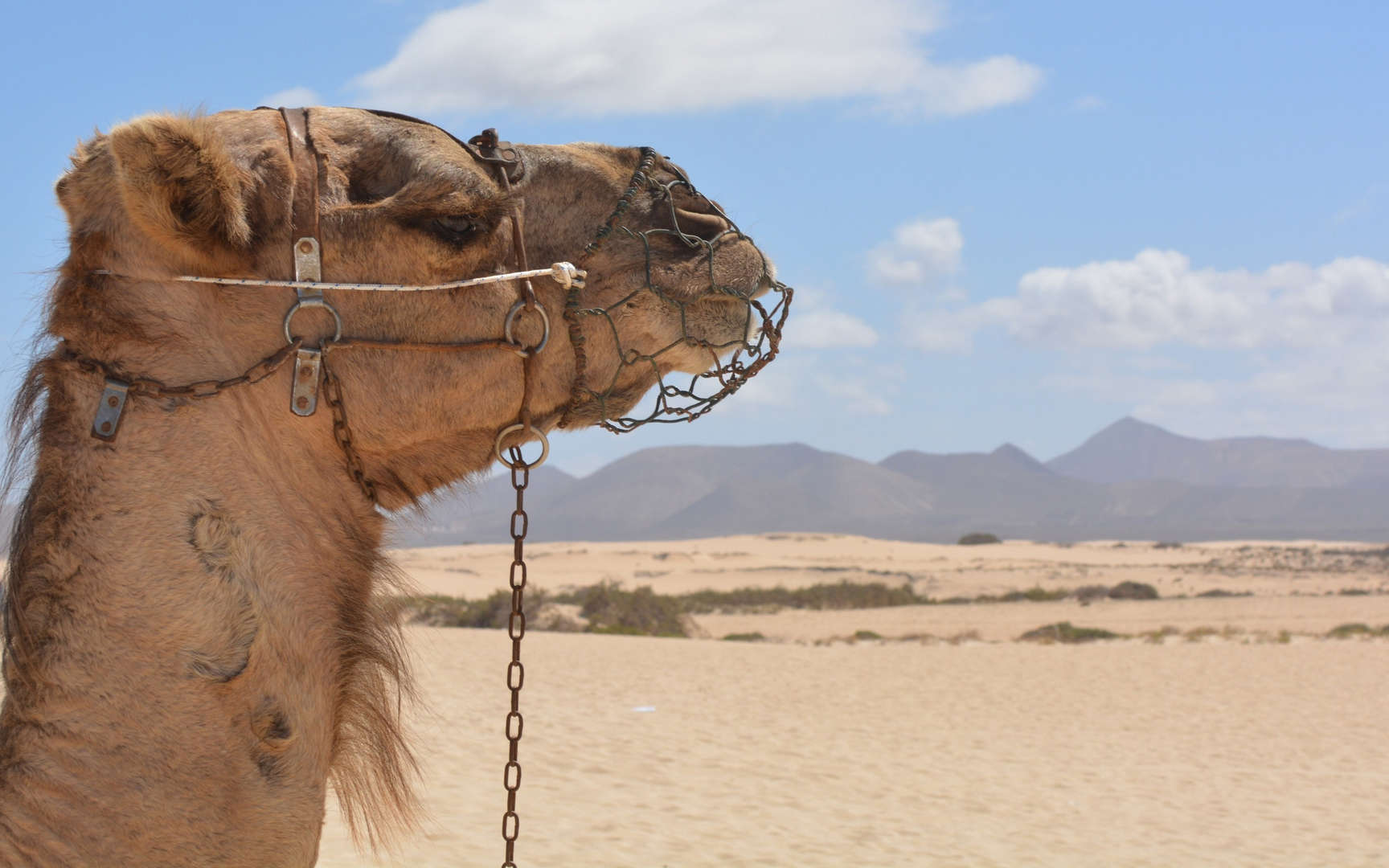 沙漠行走的骆驼图片