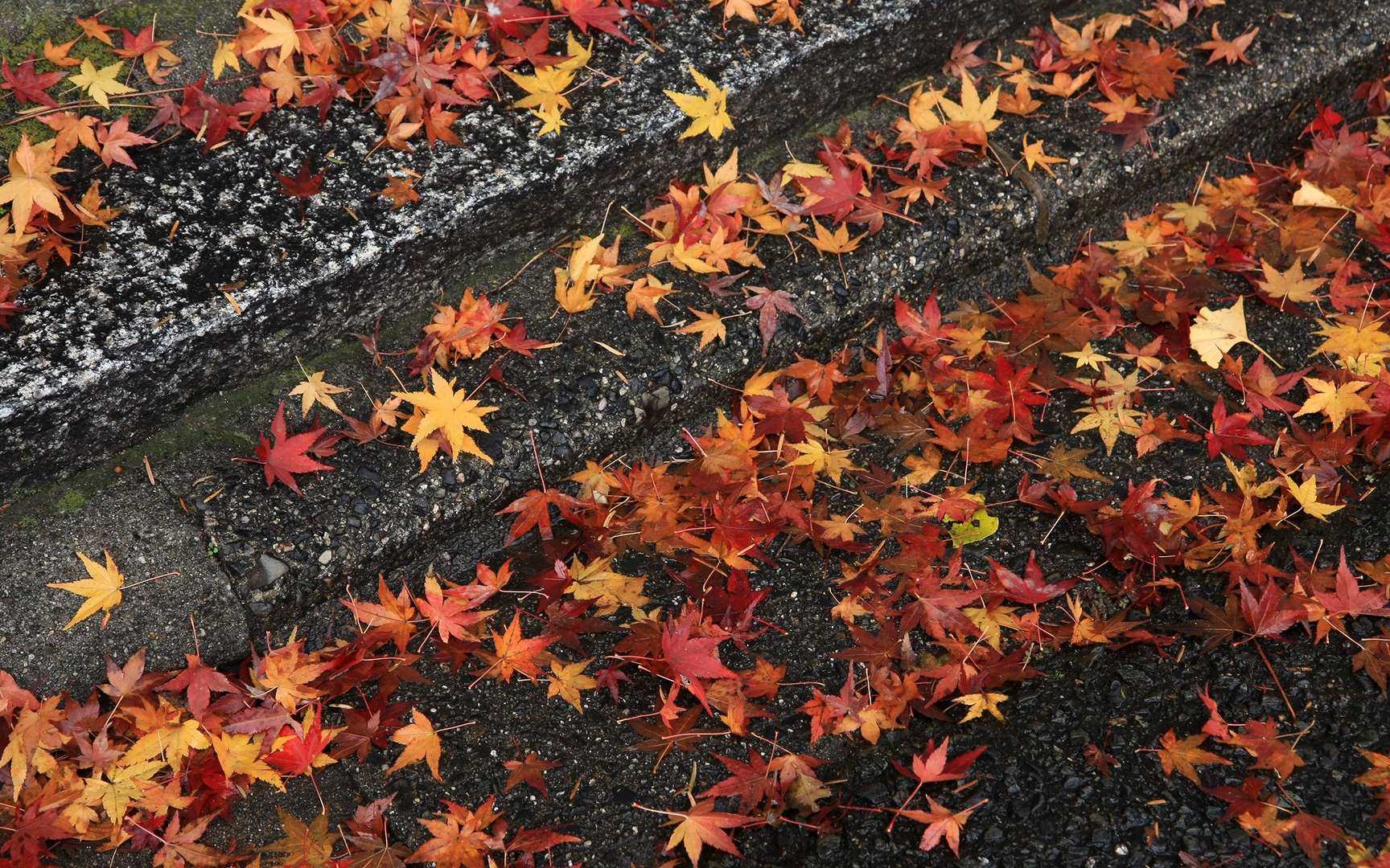 秋天枫叶壁纸