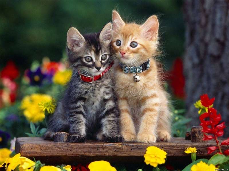 可爱动物小猫咪ipad壁纸图片
