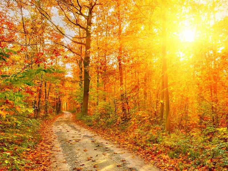 美丽的秋天景色ipad壁纸下载