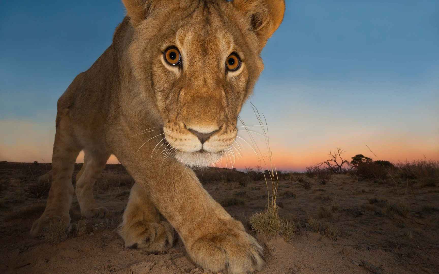 狮子,小狮子图片