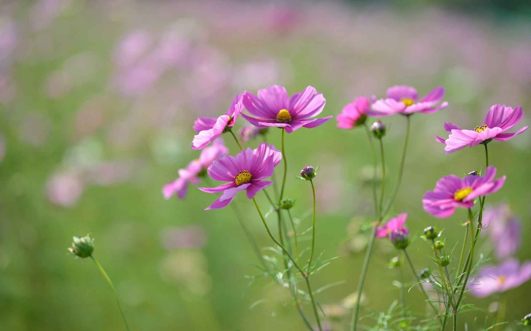 格桑花花语图片壁纸