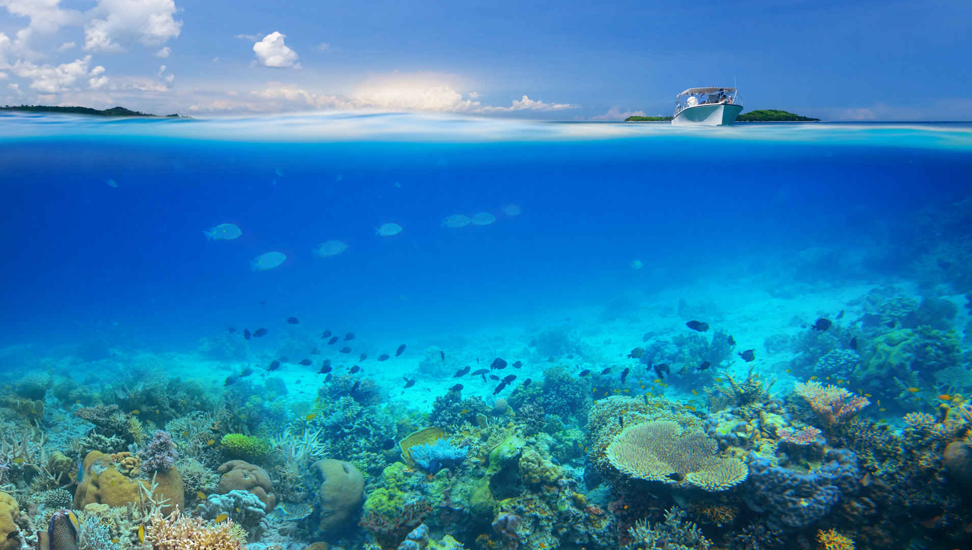 清透海底珊瑚景色图片