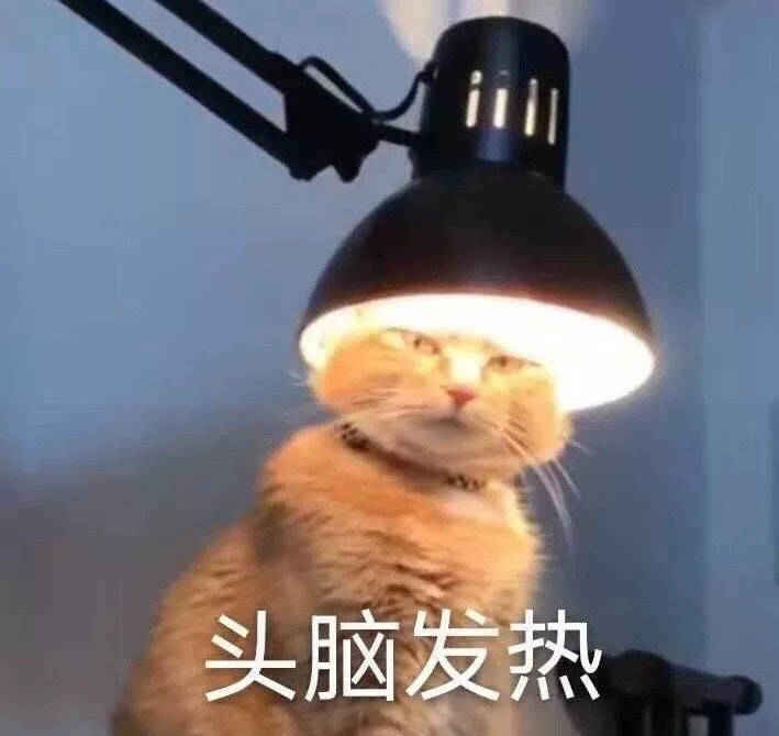一猫在灯下：头脑发热